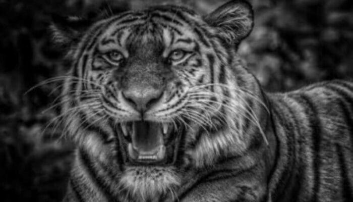 Legenda Maung Hideung dari Tanah Pasundan