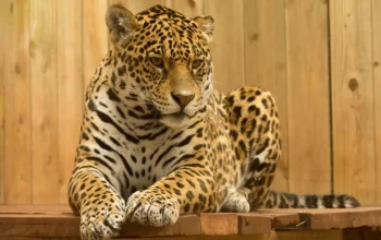 Macan Tutul Masuk Hotel Anugerah Kota Bandung