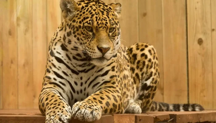 Macan Tutul Masuk Hotel Anugerah Kota Bandung
