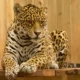 Macan Tutul Masuk Hotel Anugerah Kota Bandung