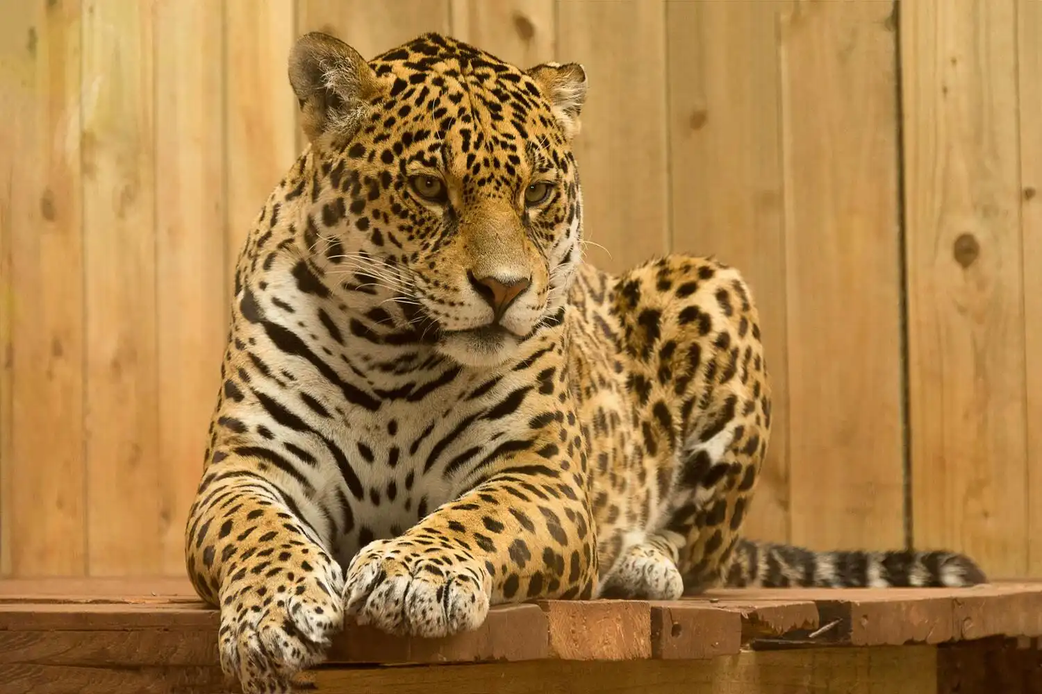Macan Tutul Masuk Hotel Anugerah Kota Bandung