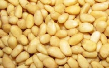 Si Mungil Padat Nutrisi: Mengenal Kacang Pinus dan Segudang Manfaatnya