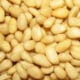 Si Mungil Padat Nutrisi: Mengenal Kacang Pinus dan Segudang Manfaatnya