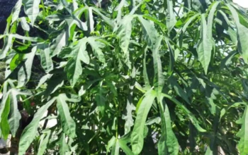 Bukan Sekadar Mitos, Ini Fakta Ilmiah di Balik Daun Mustajab