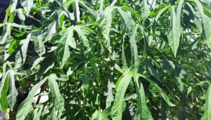 Bukan Sekadar Mitos, Ini Fakta Ilmiah di Balik Daun Mustajab