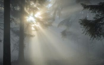 Rahasia Kesehatan Sinar Matahari Pagi: Vitamin D dan Peningkatan Mood