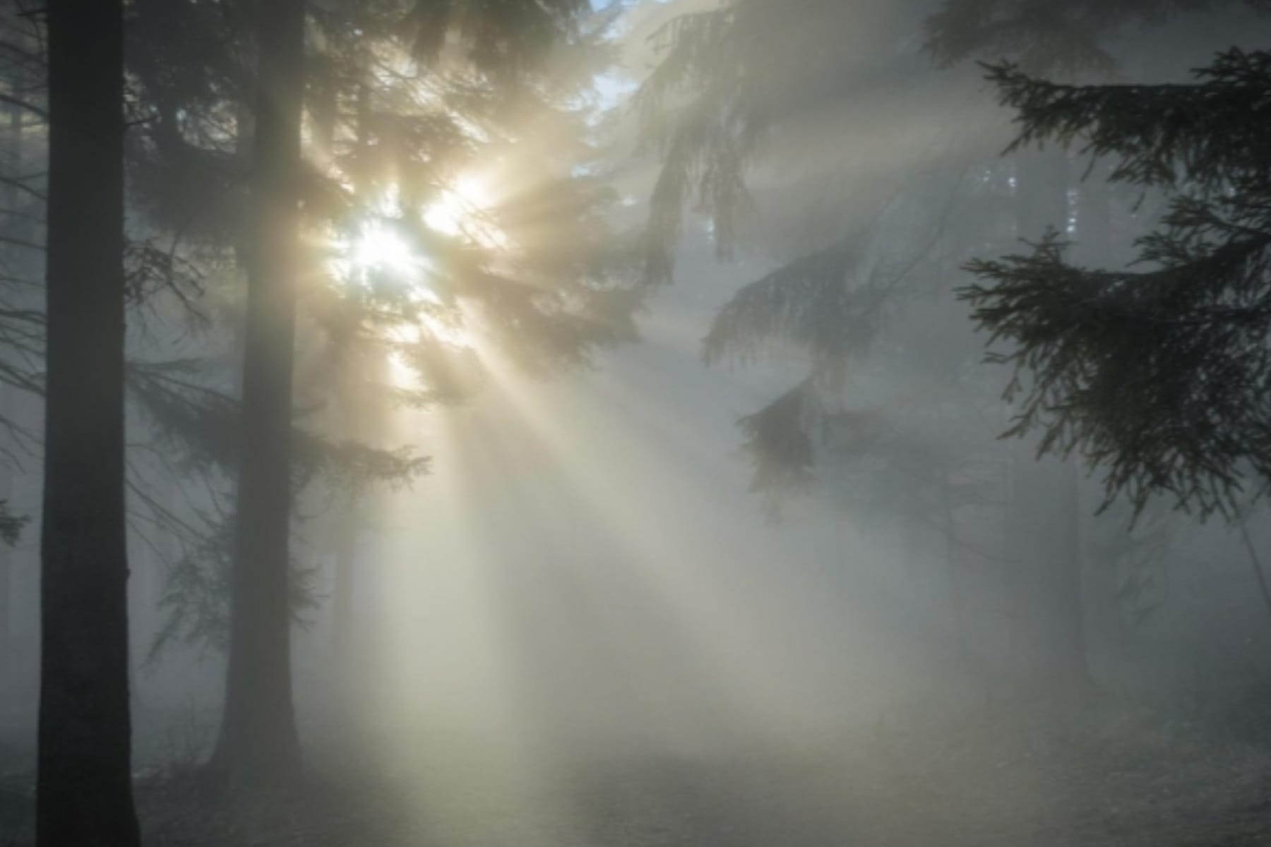 Rahasia Kesehatan Sinar Matahari Pagi: Vitamin D dan Peningkatan Mood