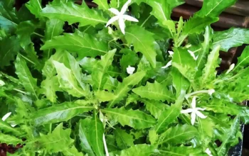 Rahasia Kitolod: Obat Mata Alami atau Tanaman Beracun?