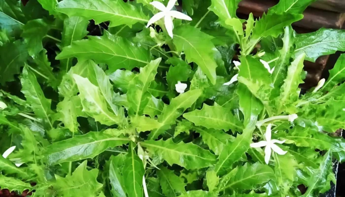 Rahasia Kitolod: Obat Mata Alami atau Tanaman Beracun?