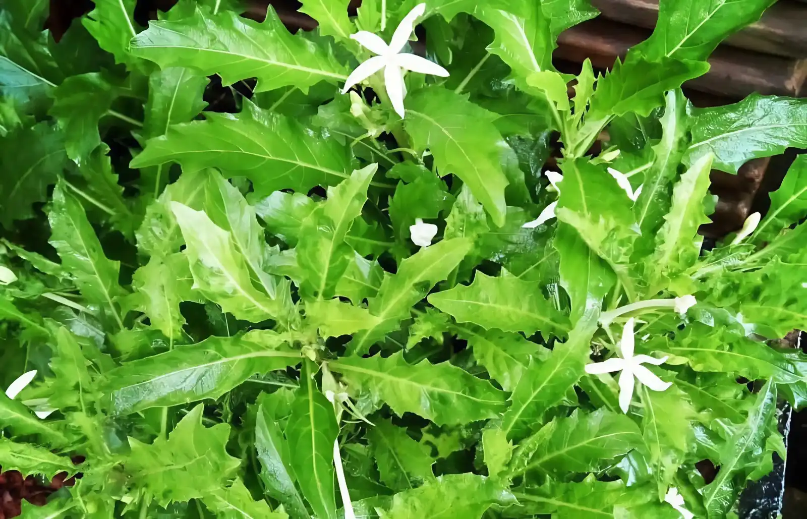 Rahasia Kitolod: Obat Mata Alami atau Tanaman Beracun? 1 Rahasia Kitolod: Obat Mata Alami atau Tanaman Beracun?