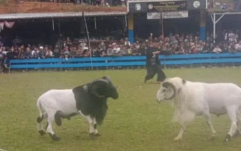 Ratusan Domba Adu Memanas di Baleendah Kabupaten Bandung 3 Ratusan Domba Adu Memanas di Baleendah Kabupaten Bandung