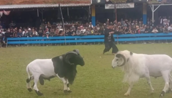 Ratusan Domba Adu Memanas di Baleendah Kabupaten Bandung