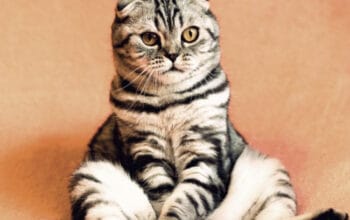 Terbukti Ilmiah: Ini Manfaat Memelihara Kucing bagi Kesehatan Fisik dan Mental 6 Terbukti Ilmiah: Ini Manfaat Memelihara Kucing bagi Kesehatan Fisik dan Mental