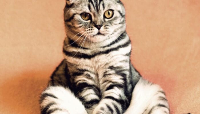 Terbukti Ilmiah: Ini Manfaat Memelihara Kucing bagi Kesehatan Fisik dan Mental