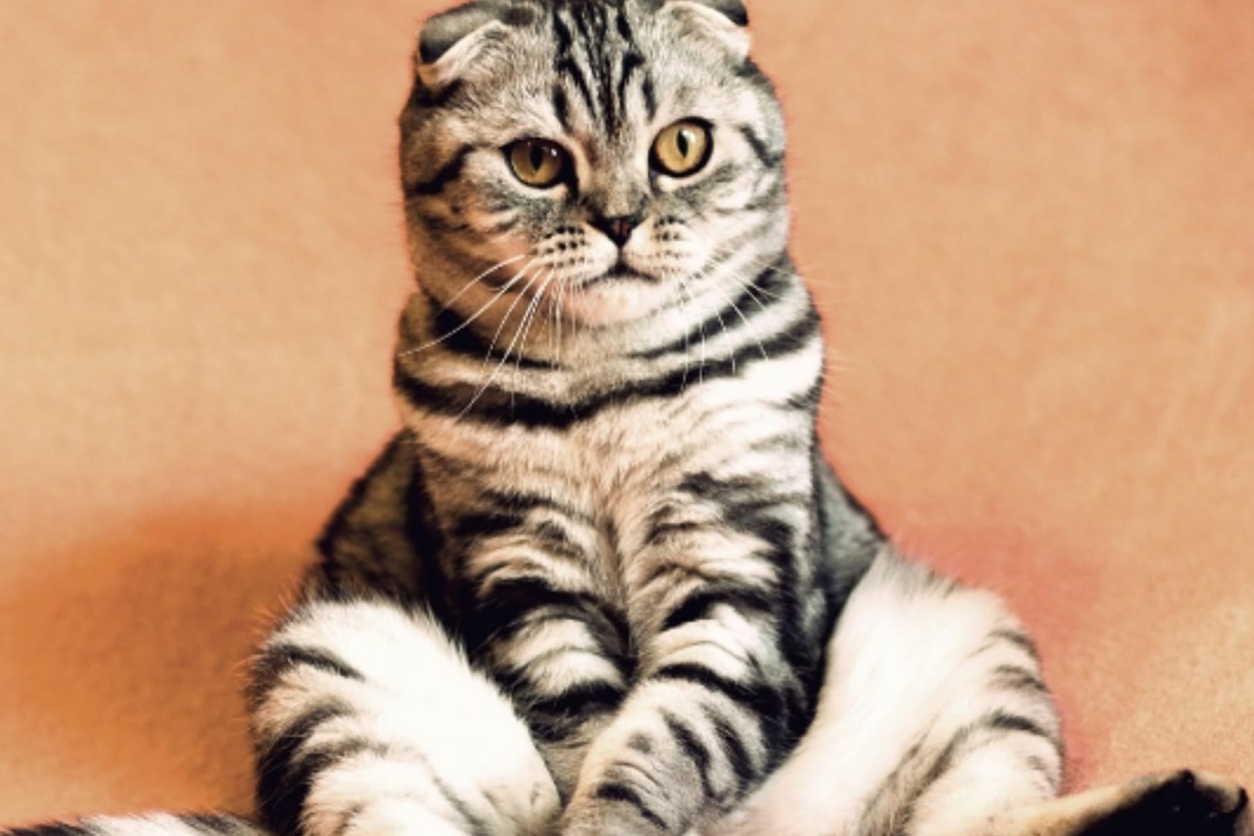 Terbukti Ilmiah: Ini Manfaat Memelihara Kucing bagi Kesehatan Fisik dan Mental