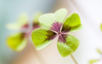 Bukan Kebetulan Semata: Seni Mengelola Keberuntungan