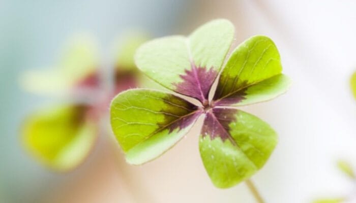 Bukan Kebetulan Semata: Seni Mengelola Keberuntungan