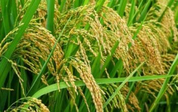 Kabupaten Bogor Kontributor Utama Padi di Jawa Barat, Produksi Capai 356 Ribu Ton pada 2025