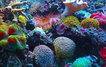 Karang: Pahlawan Rahasia Penjaga Iklim Bumi Selama Ratusan Juta Tahun