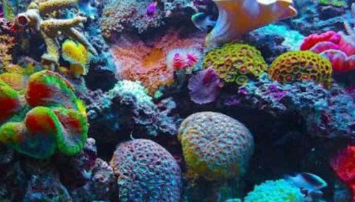 Karang: Pahlawan Rahasia Penjaga Iklim Bumi Selama Ratusan Juta Tahun