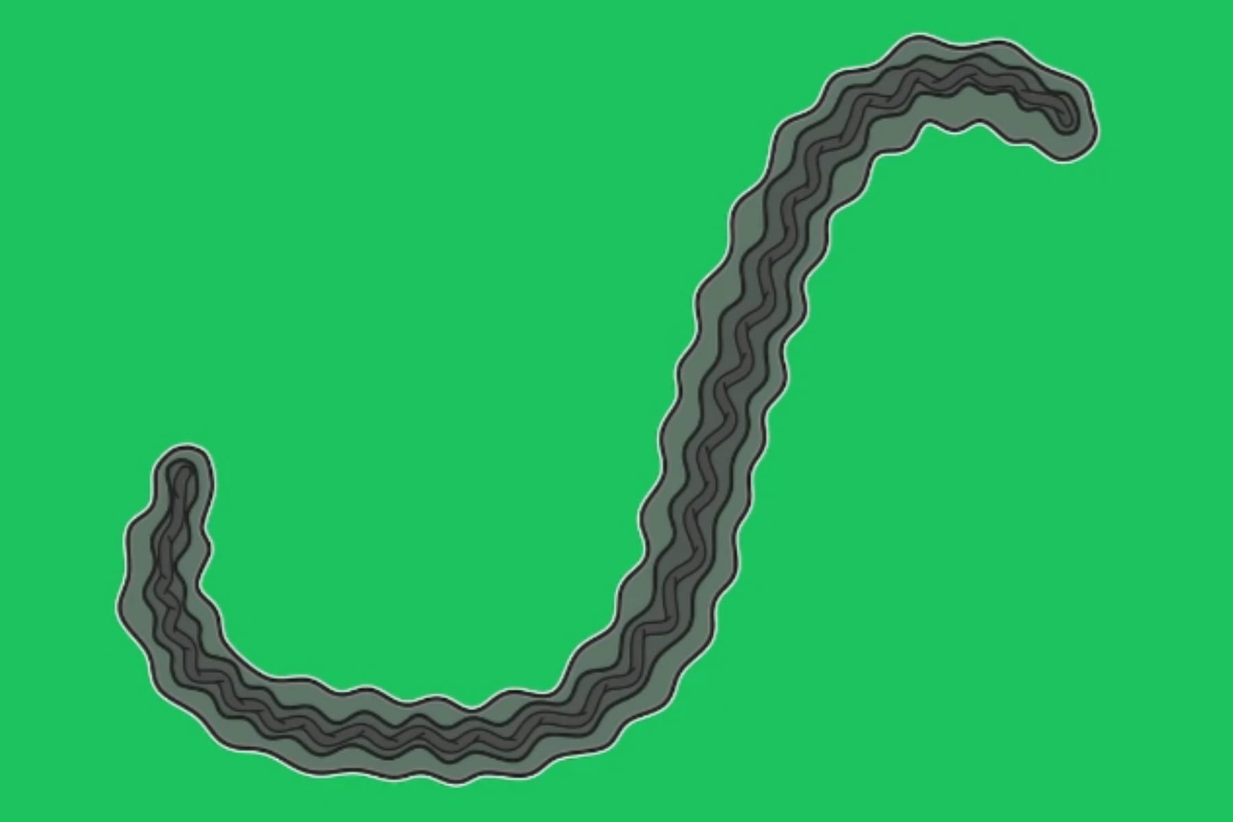 Leptospirosis Mengintai Saat Banjir: Kenali Bakteri dan Gejalanya 1 Leptospirosis Mengintai Saat Banjir: Kenali Bakteri dan Gejalanya