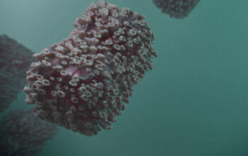 Mengenal Tahapan Cacar Air: Dari Infeksi Hingga Sembuh