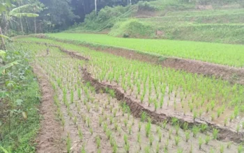 Pergerakan Tanah Makin Lebar, Warga Cipongkor Bandung Barat Panik