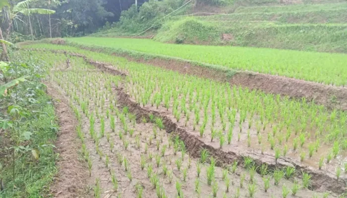 Pergerakan Tanah Makin Lebar, Warga Cipongkor Bandung Barat Panik
