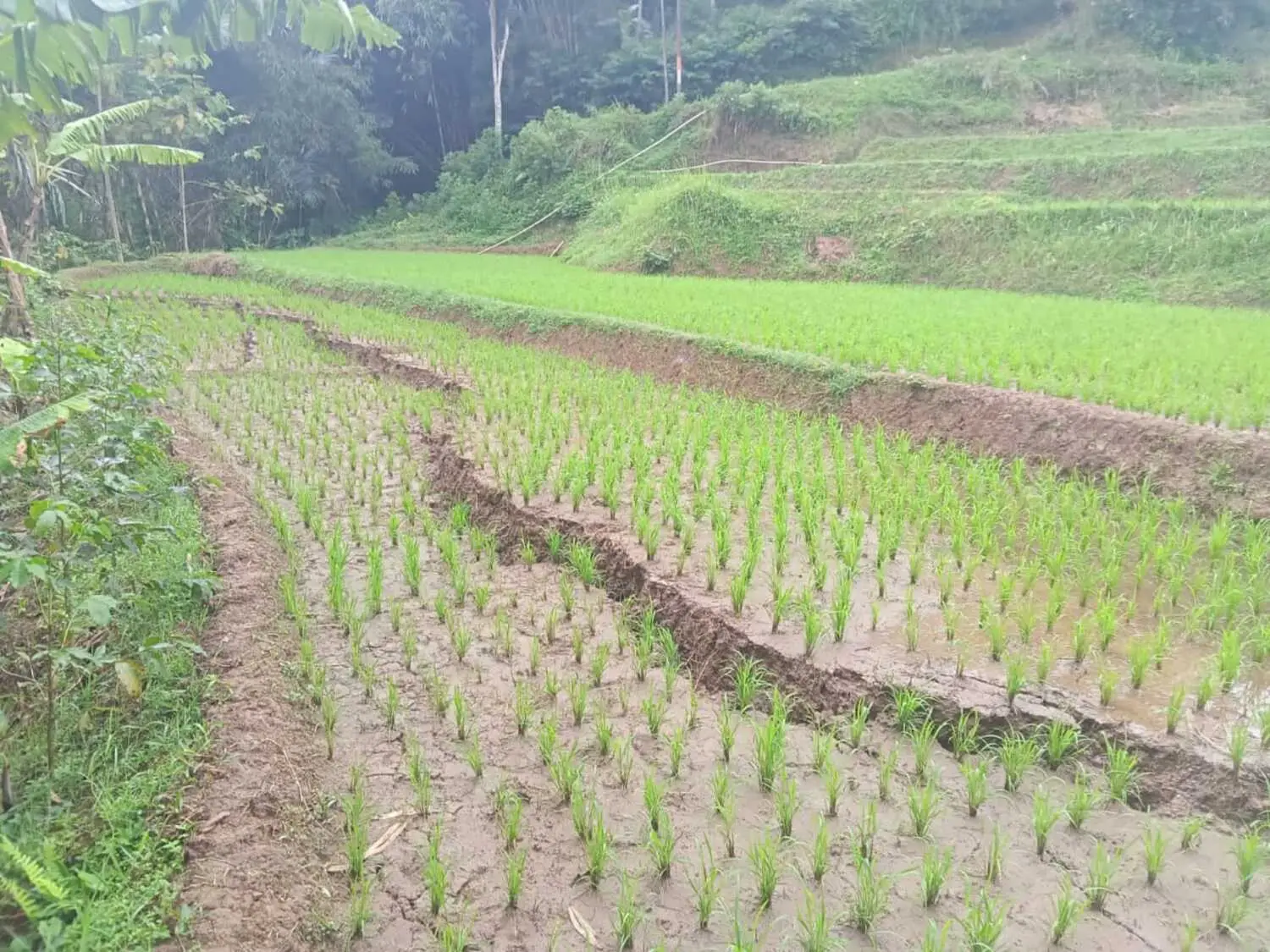 Pergerakan Tanah Makin Lebar, Warga Cipongkor Bandung Barat Panik 1 Pergerakan Tanah Makin Lebar, Warga Cipongkor Bandung Barat Panik