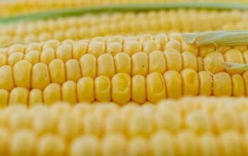 Rahasia Kalori Jagung Rebus: Camilan Sehat Pendukung Diet Anda