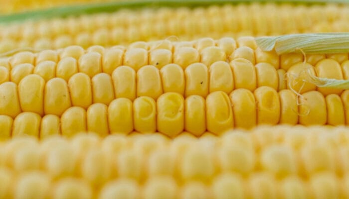 Rahasia Kalori Jagung Rebus: Camilan Sehat Pendukung Diet Anda