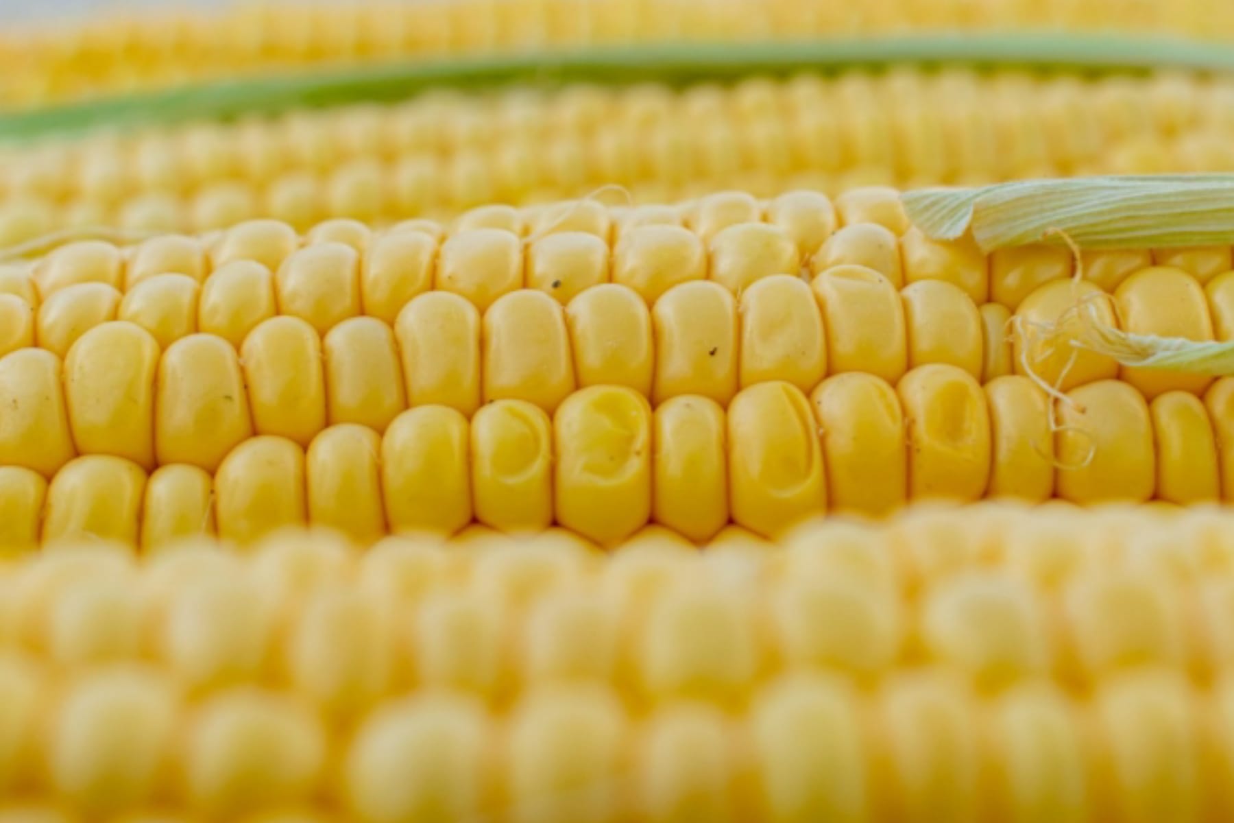 Rahasia Kalori Jagung Rebus: Camilan Sehat Pendukung Diet Anda