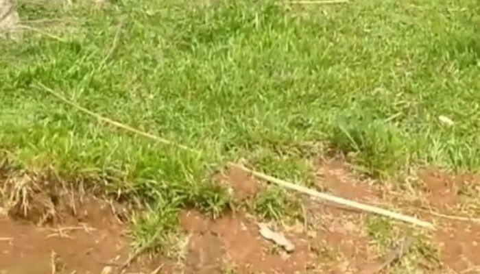 Warga Protes Penebangan Kayu di Blok Pasir Cabe, Desa Panyindangan, Kecamatan Sukatani, Purwakarta ?