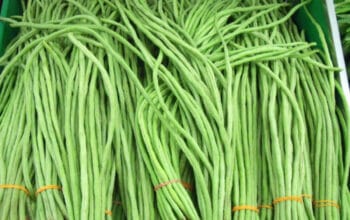 Benarkah Kacang Panjang Picu Asam Urat?