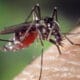 Mengenal Bahaya Nyamuk Aedes Albopictus
