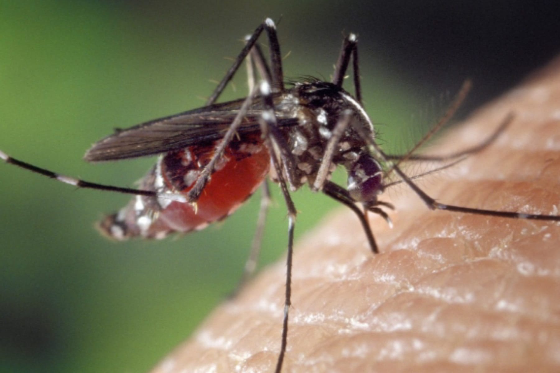 Mengenal Bahaya Nyamuk Aedes Albopictus