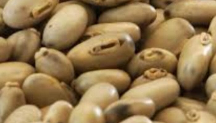 Mengenal Kacang Benguk Tradisional yang Kaya Nutrisi