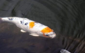 Panduan Praktis Membuat Tambak Ikan Rumahan