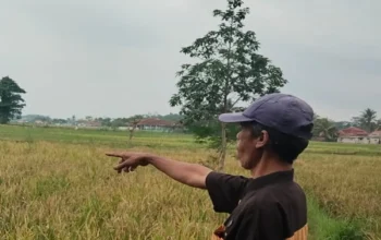 Ratusan Hektare Sawah di Cianjur Gagal Panen, Apa Penyebabnya?