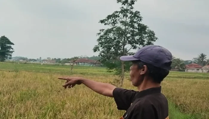 Ratusan Hektare Sawah di Cianjur Gagal Panen, Apa Penyebabnya?