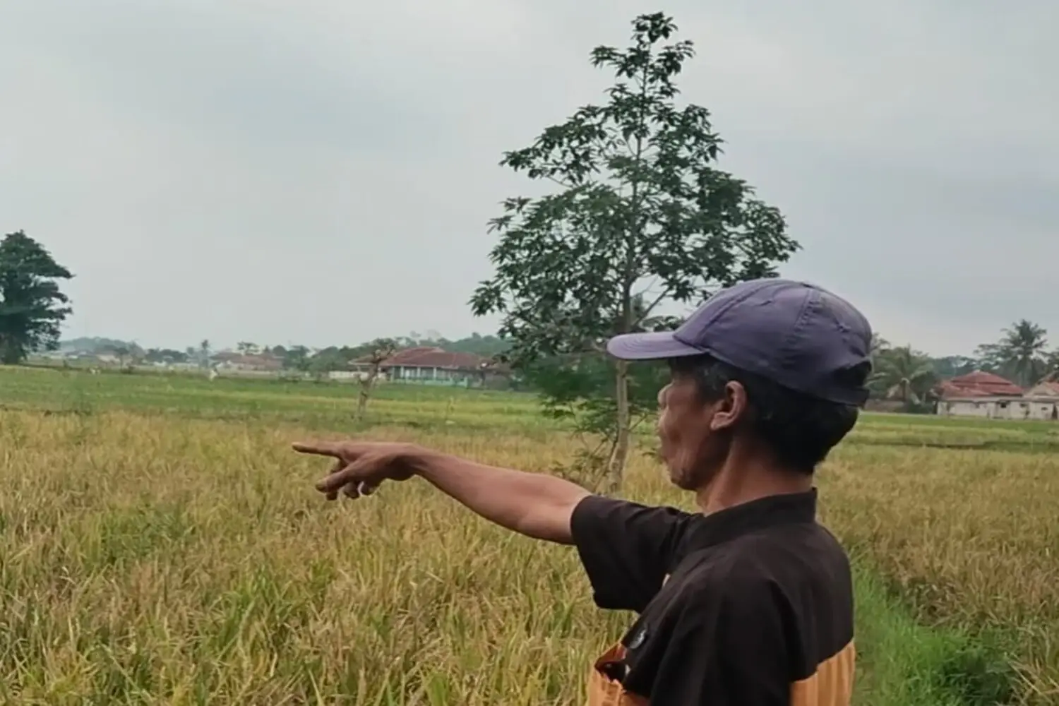 Ratusan Hektare Sawah di Cianjur Gagal Panen, Apa Penyebabnya?