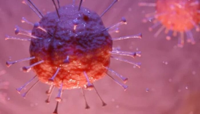 Strategi PHBS: Cara Efektif Mencegah Penularan Virus Nipah