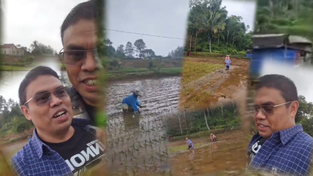 Anggota DPRD Kabupaten Bogor Fraksi PKB Kenalkan Teknik 'Jajar Legowo' Langsung dari Sawah di Tengah Guyuran Hujan