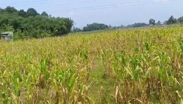 Ayam Petelur dan Jagung BUMDes Kertajaya Cianjur Tumbang