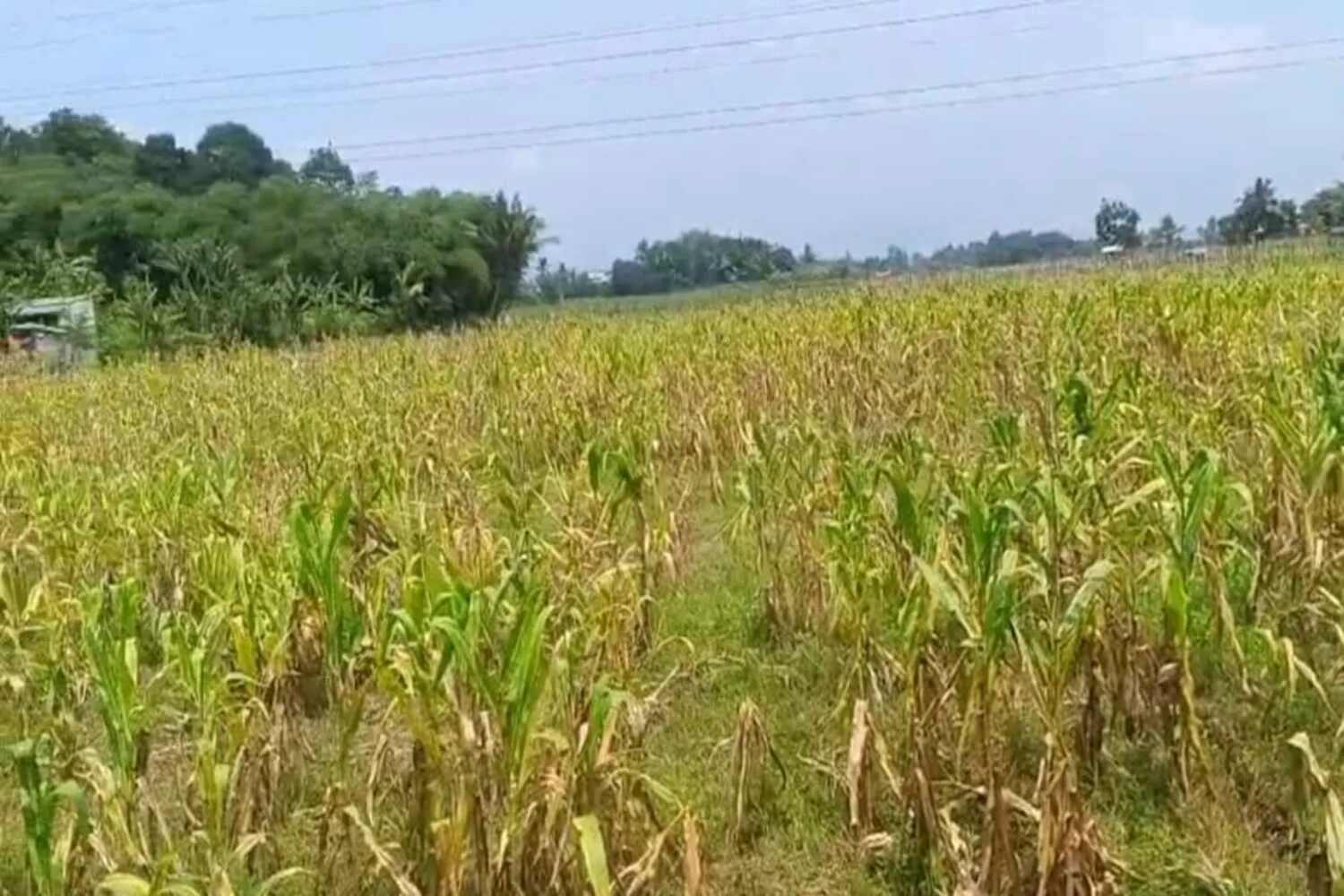 Ayam Petelur dan Jagung BUMDes Kertajaya Cianjur Tumbang 1 Ayam Petelur dan Jagung BUMDes Kertajaya Cianjur Tumbang