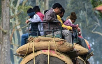 Indonesia Resmi Larang Wahana Tunggang Gajah