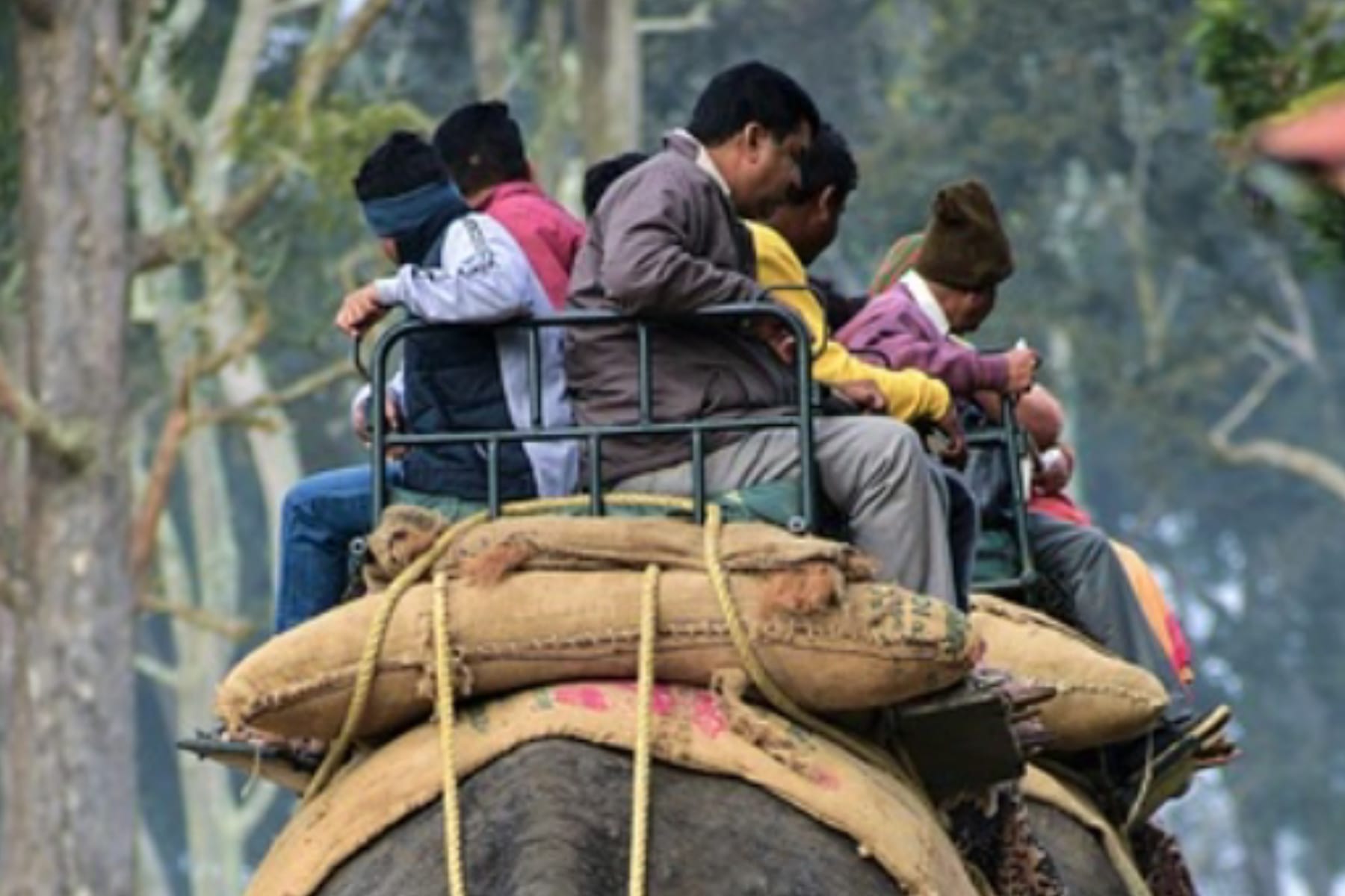 Indonesia Resmi Larang Wahana Tunggang Gajah