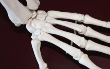 Mengenal Fungsi Sendi Putar pada Tubuh Manusia