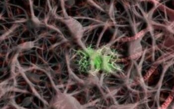 Mengenal Saraf Tepi: Jaringan Komunikasi Vital Tubuh Anda