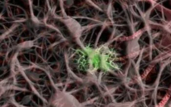 Mengenal Saraf Tepi: Jaringan Komunikasi Vital Tubuh Anda